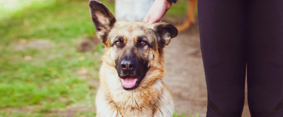 JIBC Canine Security Validation Program