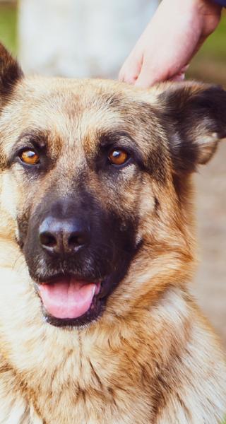 JIBC Canine Security Validation Program
