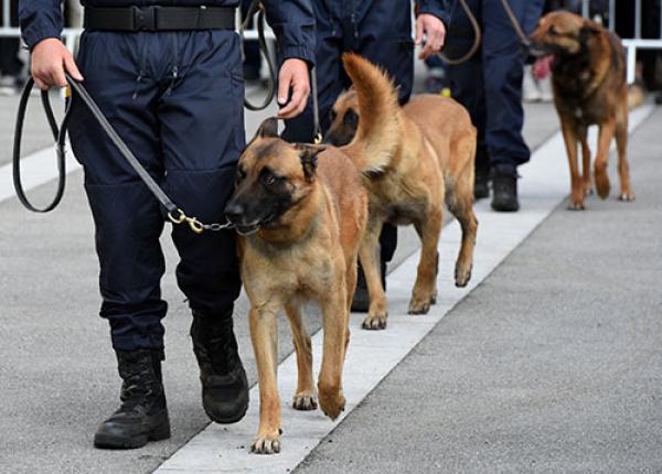 2021-JPSD-Canine-Security-Validation-500x400